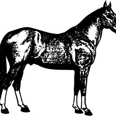 HORSE054 Thumbnail
